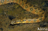 Adderringslang (Natrix maura)
