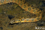 Viperine snake (Natrix maura)