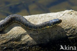 Viperine snake (Natrix maura)