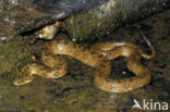 Viperine snake (Natrix maura)