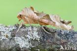 Angle Shades (Phlogophora meticulosa)