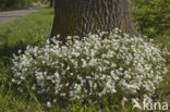Akkerhoornbloem (Cerastium arvense)