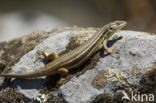 Algerian sand lizard (Psammodromus algirus)