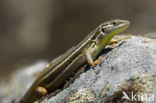 Algerian sand lizard (Psammodromus algirus)