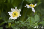 Alpine Pasque Flower (Pulsatilla alpina)