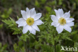 Alpine Pasque Flower (Pulsatilla alpina)