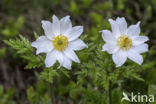 Alpenanemoon (Pulsatilla alpina)