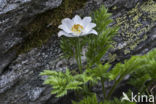 Alpenanemoon (Pulsatilla alpina)