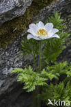 Alpenanemoon (Pulsatilla alpina)