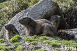 Alpine Marmot (Marmota marmota)