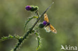 Wall Brown (Lasiommata megera)