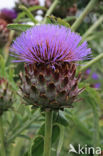 Globe artichoke (Cynara cardunculus var. scolymus)