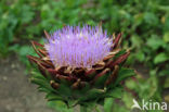 Globe artichoke (Cynara cardunculus var. scolymus)