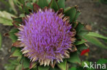 Globe artichoke (Cynara cardunculus var. scolymus)
