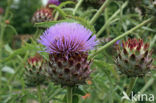 Globe artichoke (Cynara cardunculus var. scolymus)