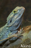 Bearded dragon (Pogona vitticeps)