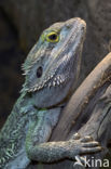 Bearded dragon (Pogona vitticeps)