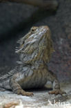 Bearded dragon (Pogona vitticeps)