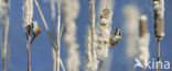 Bearded Reedling (Panurus biarmicus)