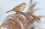 Bearded Reedling (Panurus biarmicus)