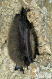Baardvleermuis (Myotis mystacinus)