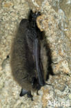 Whiskered Bat (Myotis mystacinus)