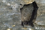 Whiskered Bat (Myotis mystacinus)