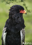 Bateleur (Terathopius ecaudatus)