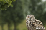 Rock Eagle-Owl (Bubo bengalensis)