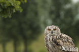 Bengaalse oehoe (Bubo bengalensis)