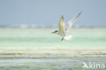 Lesser Crested-Tern (Sterna bengalensis)