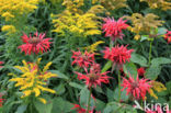 Bergamot (Monarda didyma)