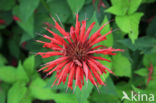 Bergamot (Monarda didyma)