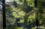 Beech (Fagus sylvatica)