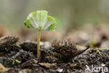 Beech (Fagus sylvatica)