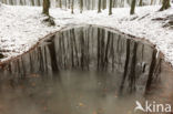 Beuk (Fagus sylvatica)