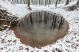 Beech (Fagus sylvatica)