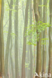 Beech (Fagus spec.)