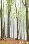 Beech (Fagus spec.)