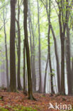 Beech (Fagus spec.)