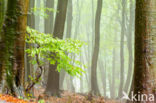 Beech (Fagus spec.)