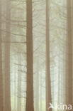 Beech (Fagus spec.)