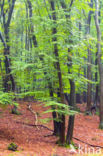 Beech (Fagus spec.)