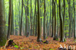Beech (Fagus spec.)