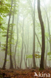 Beech (Fagus spec.)