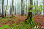 Beech (Fagus spec.)