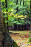 Beech (Fagus spec.)
