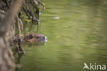 Beverrat (Myocastor coypus)