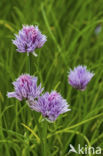 wild chives (Allium schoenoprasum)