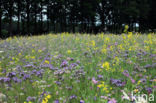 Bijenvoer (Phacelia tanacetifolia)